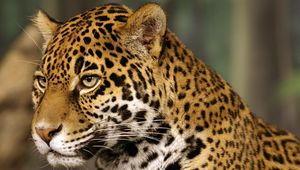 Preview wallpaper jaguar, big cat, predator, spotted, color