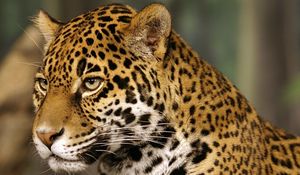 Preview wallpaper jaguar, big cat, predator, spotted, color