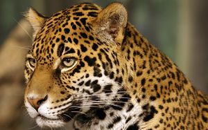 Preview wallpaper jaguar, big cat, predator, spotted, color