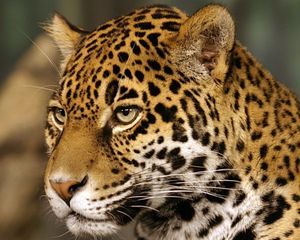 Preview wallpaper jaguar, big cat, predator, spotted, color