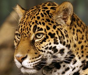 Preview wallpaper jaguar, big cat, predator, spotted, color