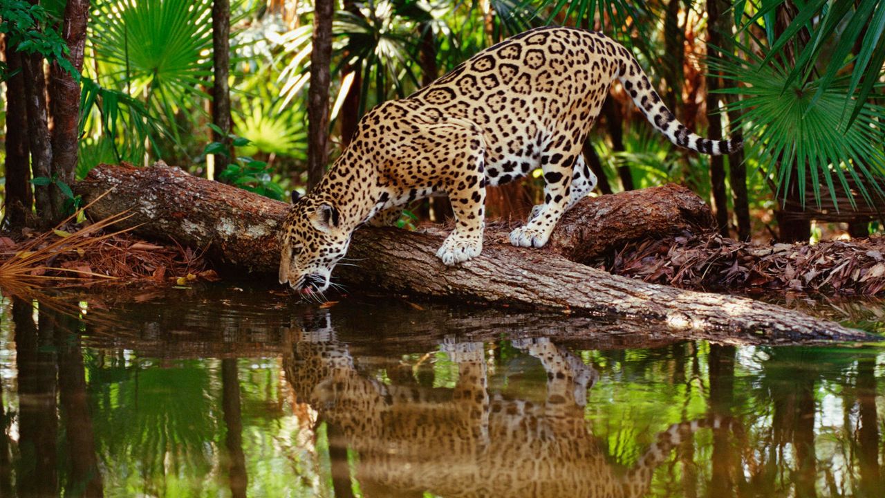 Wallpaper jaguar big cat, predator, water, drink, thirst, reflection, forest, trees