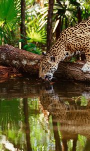 Preview wallpaper jaguar big cat, predator, water, drink, thirst, reflection, forest, trees