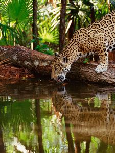 Preview wallpaper jaguar big cat, predator, water, drink, thirst, reflection, forest, trees