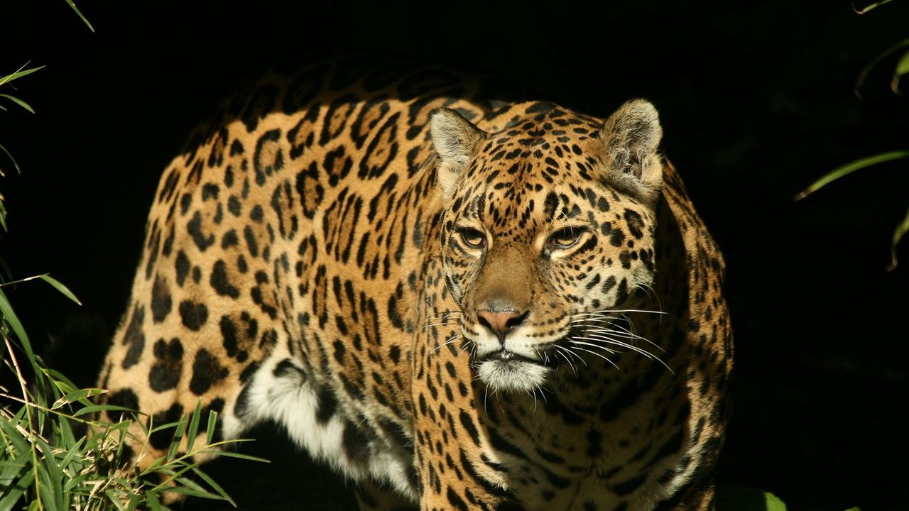 Wallpaper jaguar, big cat, spotted, hunting, predator