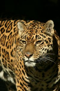 Preview wallpaper jaguar, big cat, spotted, hunting, predator