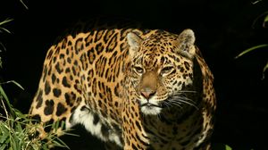 Preview wallpaper jaguar, big cat, spotted, hunting, predator