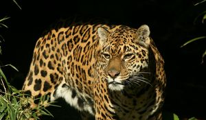 Preview wallpaper jaguar, big cat, spotted, hunting, predator