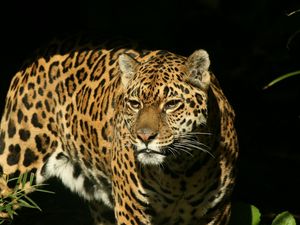 Preview wallpaper jaguar, big cat, spotted, hunting, predator