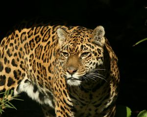 Preview wallpaper jaguar, big cat, spotted, hunting, predator