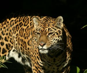 Preview wallpaper jaguar, big cat, spotted, hunting, predator