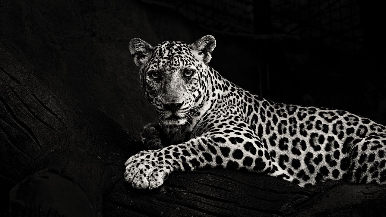 Wallpaper jaguar, bw, predator, sight, big cat