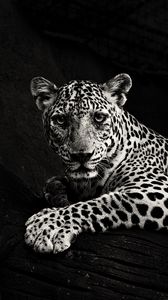 Preview wallpaper jaguar, bw, predator, sight, big cat