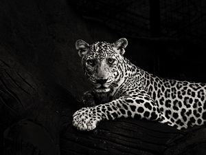 Preview wallpaper jaguar, bw, predator, sight, big cat