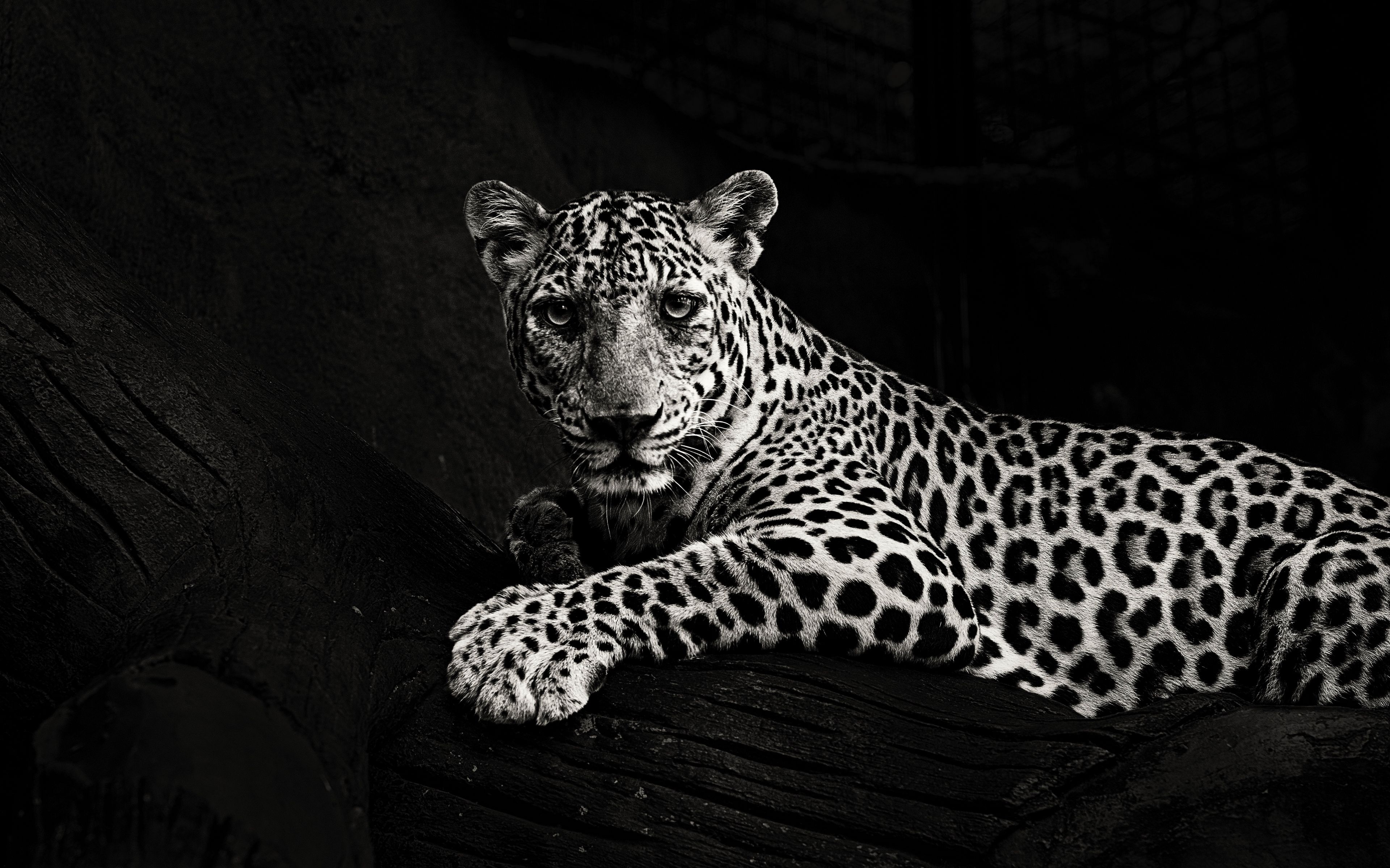 Download wallpaper 3840x2400 jaguar, bw, predator, sight, big cat 4k ultra  hd 16:10 hd background