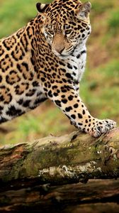 Preview wallpaper jaguar, climbing, big cat, watching