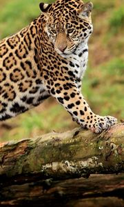 Preview wallpaper jaguar, climbing, big cat, watching