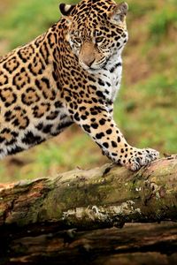 Preview wallpaper jaguar, climbing, big cat, watching