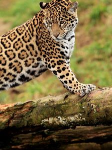 Preview wallpaper jaguar, climbing, big cat, watching