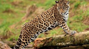 Preview wallpaper jaguar, climbing, big cat, watching
