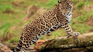 Preview wallpaper jaguar, climbing, big cat, watching