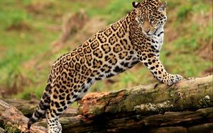 Preview wallpaper jaguar, climbing, big cat, watching