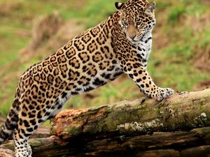 Preview wallpaper jaguar, climbing, big cat, watching