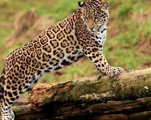 Preview wallpaper jaguar, climbing, big cat, watching