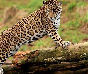 Preview wallpaper jaguar, climbing, big cat, watching