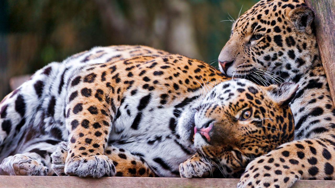 Wallpaper jaguar, couple, playful, big cat, predator