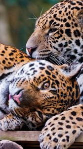 Preview wallpaper jaguar, couple, playful, big cat, predator