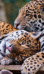 Preview wallpaper jaguar, couple, playful, big cat, predator