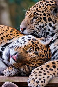 Preview wallpaper jaguar, couple, playful, big cat, predator