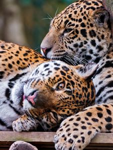 Preview wallpaper jaguar, couple, playful, big cat, predator