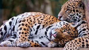 Preview wallpaper jaguar, couple, playful, big cat, predator