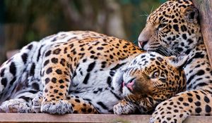 Preview wallpaper jaguar, couple, playful, big cat, predator