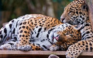 Preview wallpaper jaguar, couple, playful, big cat, predator