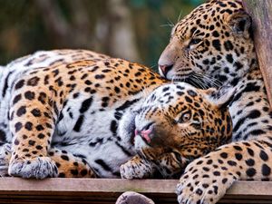 Preview wallpaper jaguar, couple, playful, big cat, predator