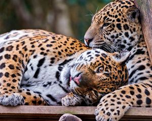 Preview wallpaper jaguar, couple, playful, big cat, predator