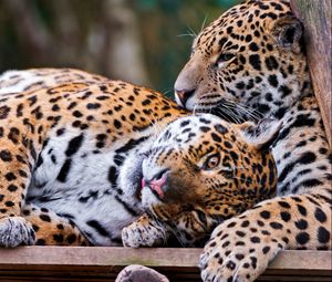 Preview wallpaper jaguar, couple, playful, big cat, predator