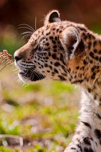 Preview wallpaper jaguar, cub, eyes, grass, walk