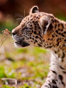 Preview wallpaper jaguar, cub, eyes, grass, walk