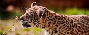 Preview wallpaper jaguar, cub, eyes, grass, walk