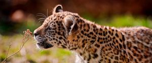 Preview wallpaper jaguar, cub, eyes, grass, walk