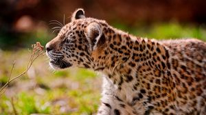 Preview wallpaper jaguar, cub, eyes, grass, walk