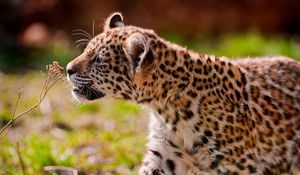 Preview wallpaper jaguar, cub, eyes, grass, walk