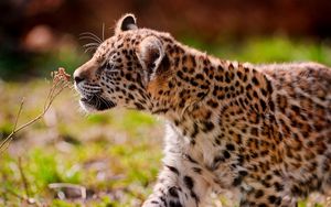 Preview wallpaper jaguar, cub, eyes, grass, walk