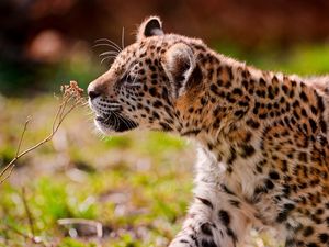 Preview wallpaper jaguar, cub, eyes, grass, walk