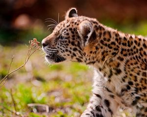 Preview wallpaper jaguar, cub, eyes, grass, walk