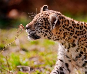 Preview wallpaper jaguar, cub, eyes, grass, walk